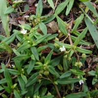 Oldenlandia corymbosa L.
